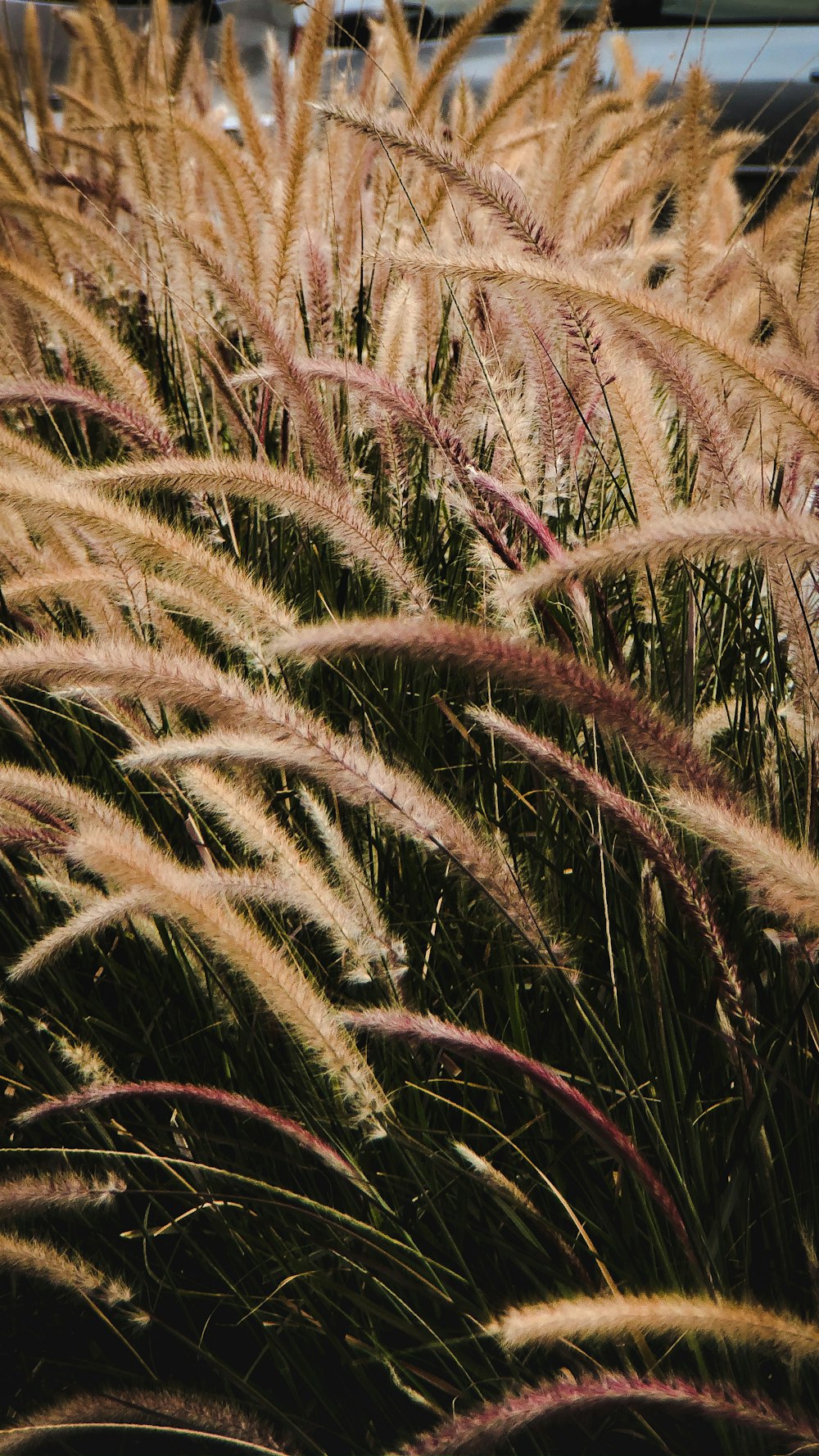 shallow focus photo of plants