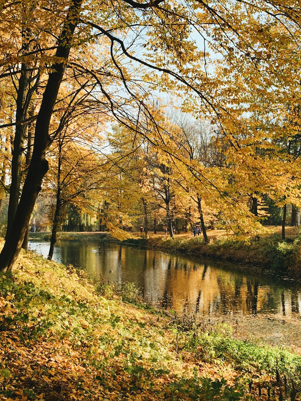 river in forest