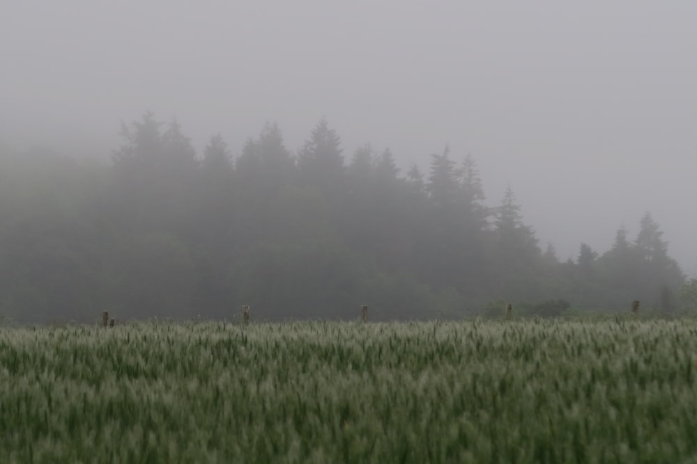 crop field