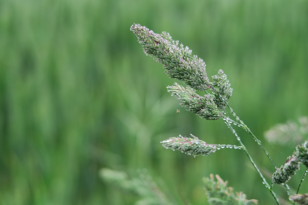 shallow focus photo of green plants