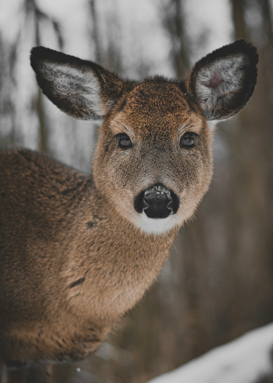 Wildlife photo spot Parc Michel-Chartrand La Fontaine Park