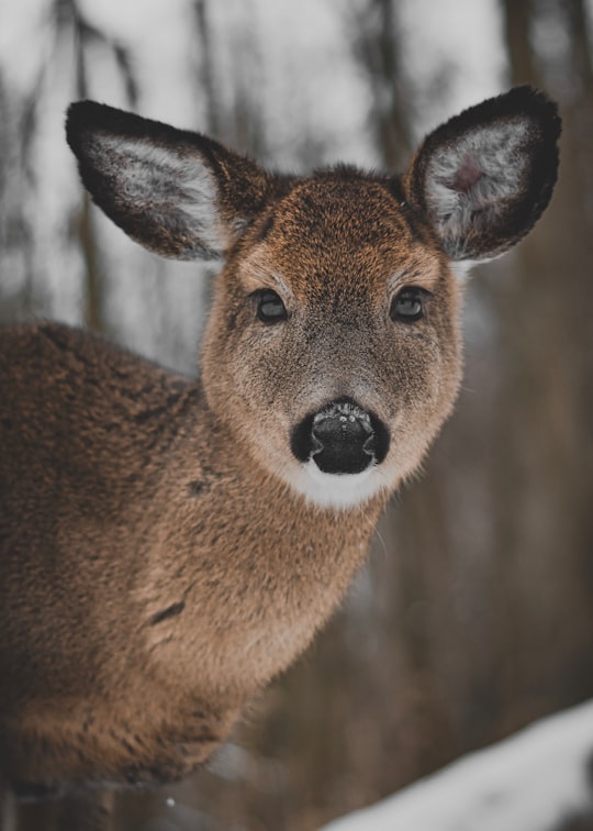 brown and black deer in Parc Michel-Chartrand Canada