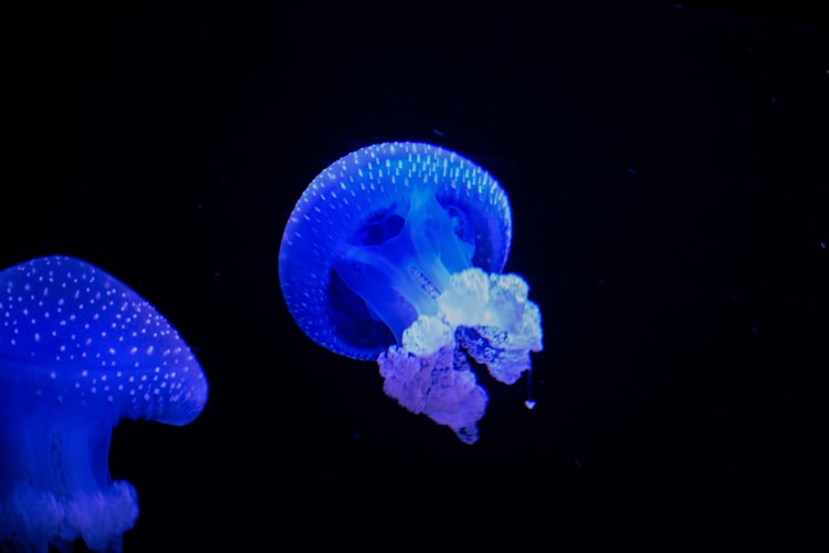 White-spotted jellyfish pushing through the water