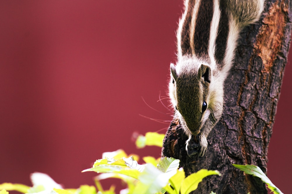 shallow focus photo of black and white squirrel