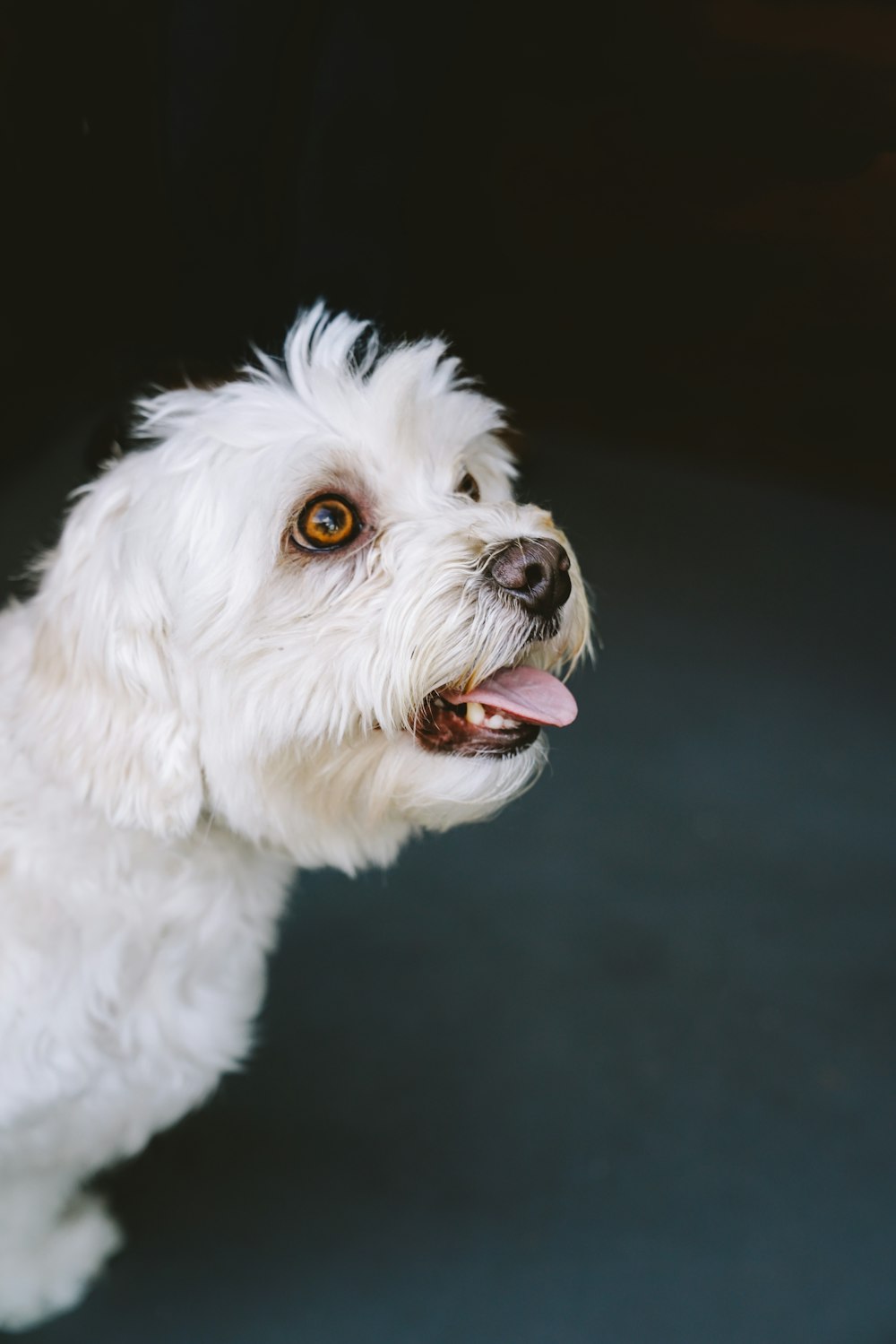 Photographie sélective de mise au point d’un chien blanc montrant la langue