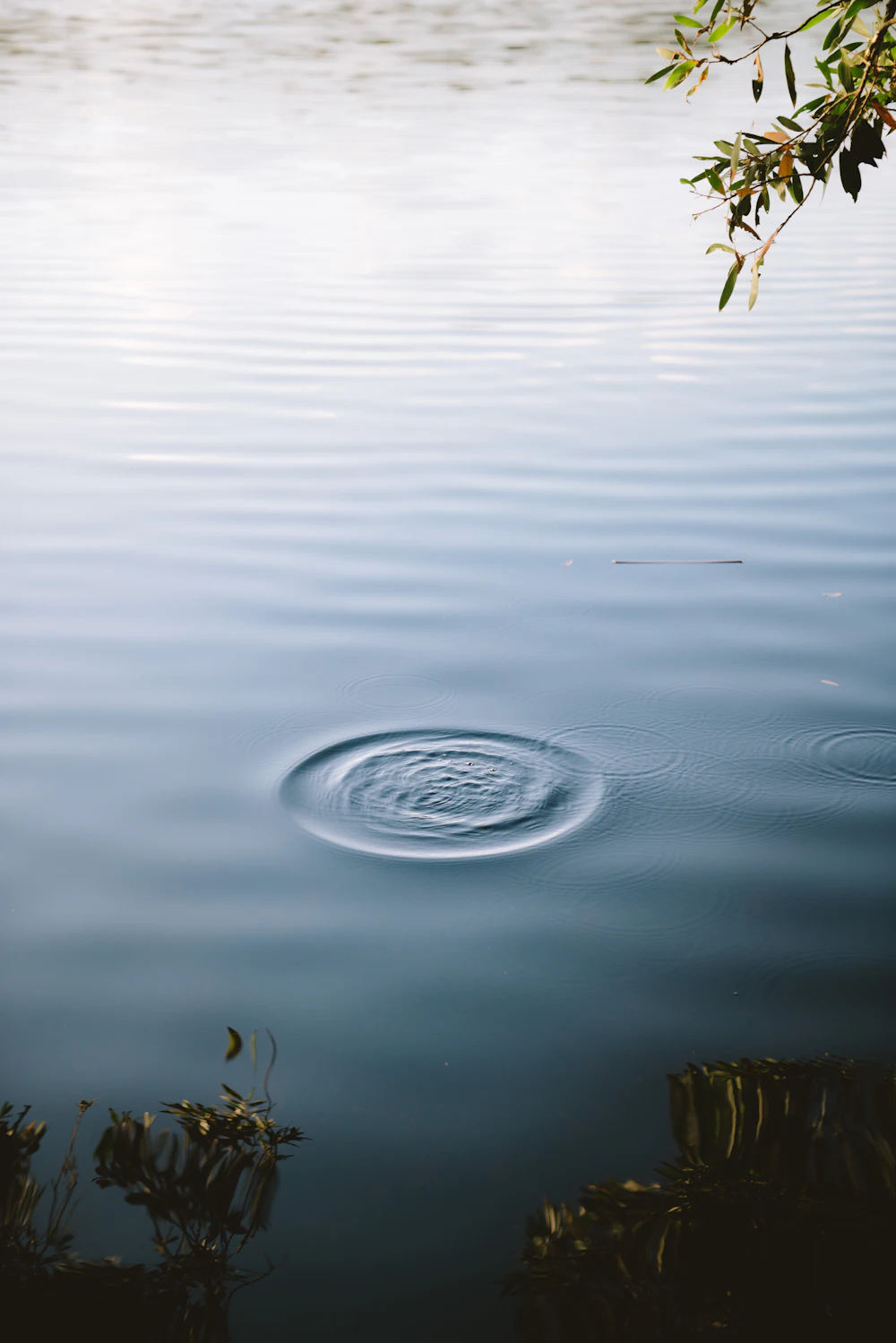 Still freshwater lake surface in soft daylight, like the tea-tree waters of Lake Ainsworth