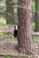 shallow focus photo of black and white animal