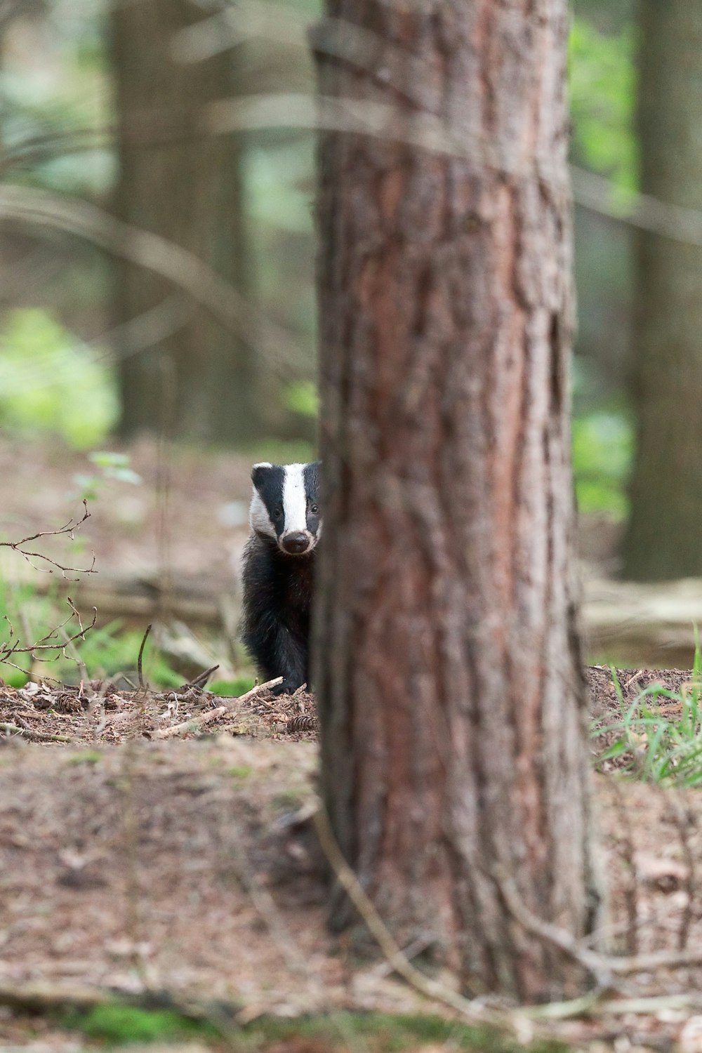 shallow focus photo of black and white animal