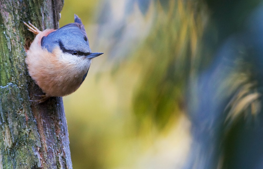 blue and brown bird on tree