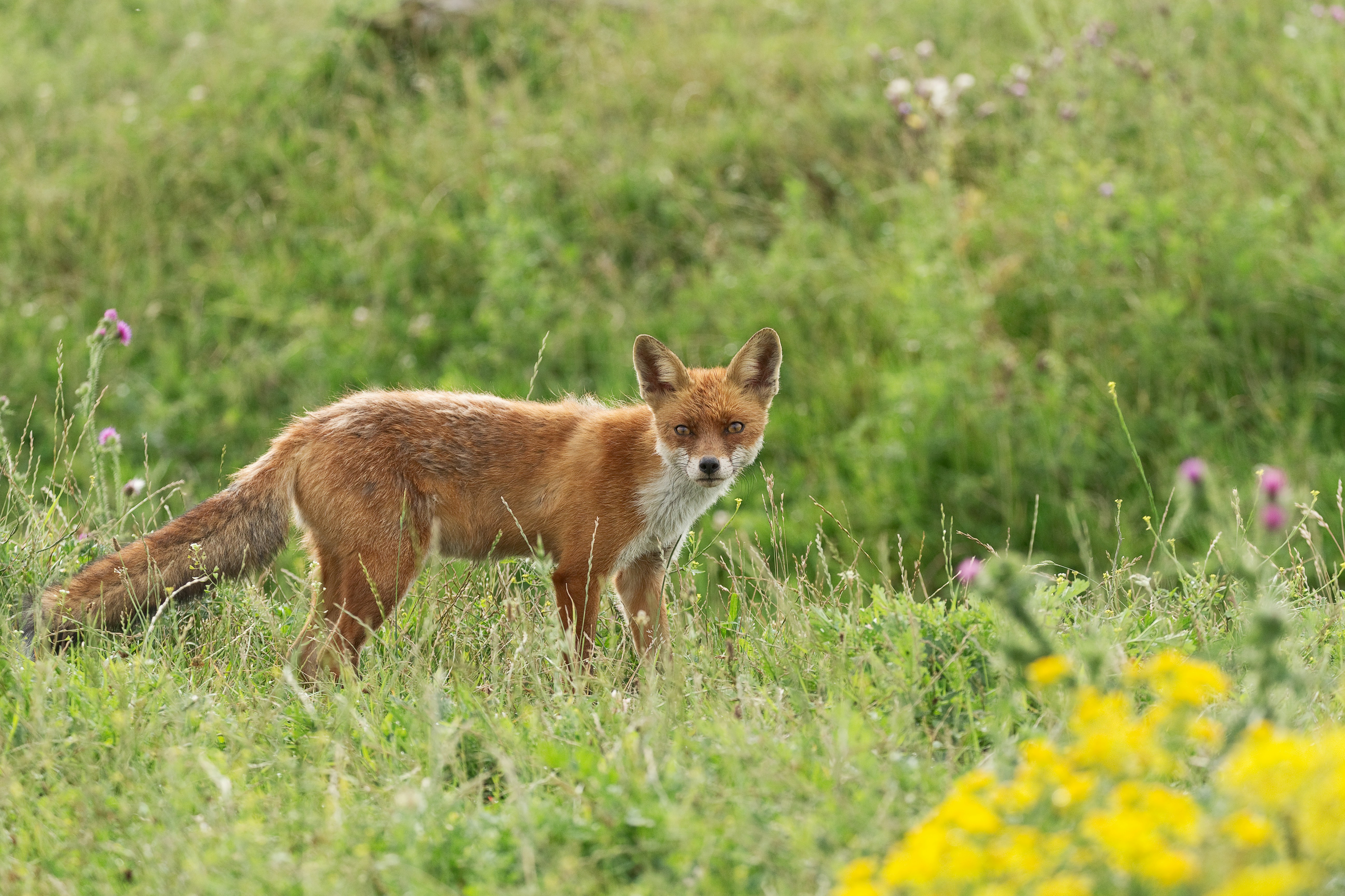 red fox on field photo – Free Image on Unsplash