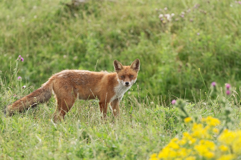 red fox on field