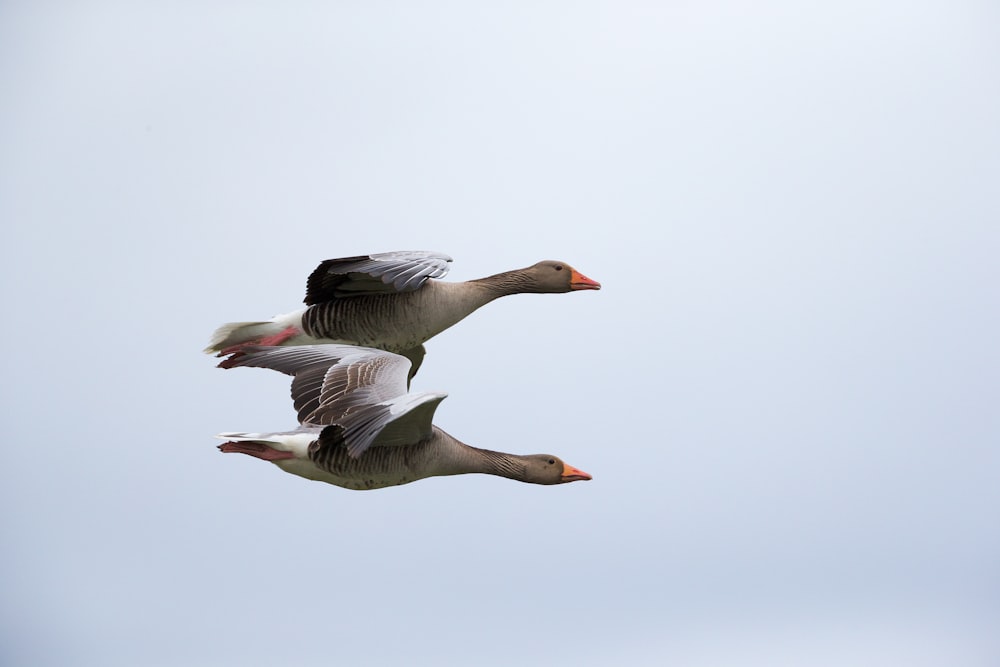 two flying gray ducks