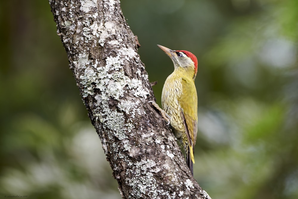 bird perching on tree trunk