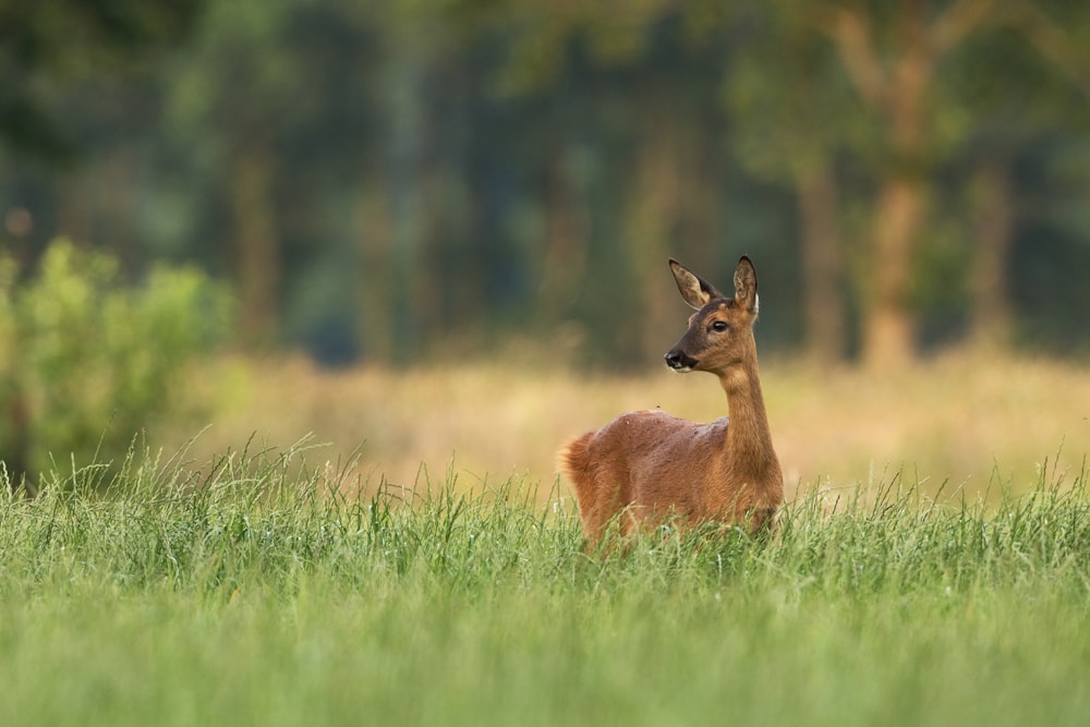 brown deer