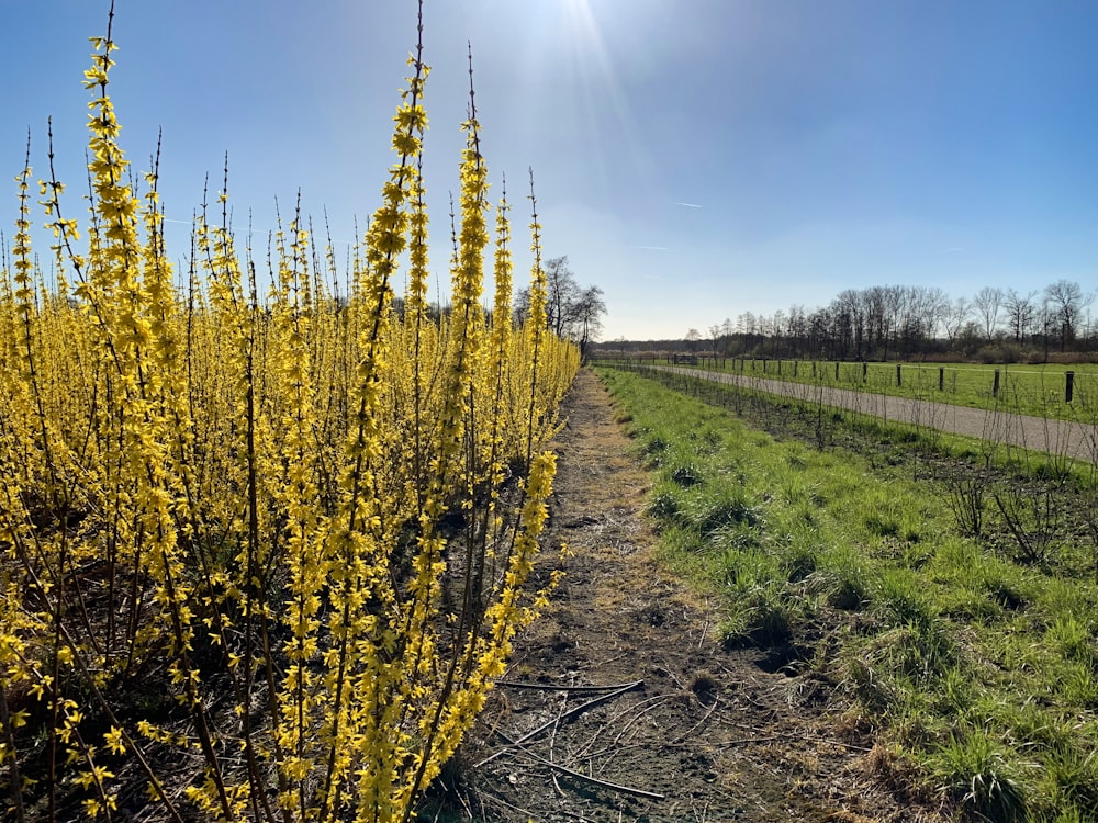 yellow petaled flowers near road under blue sky