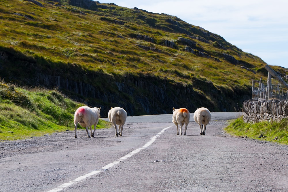 four white sheep on road during daytime