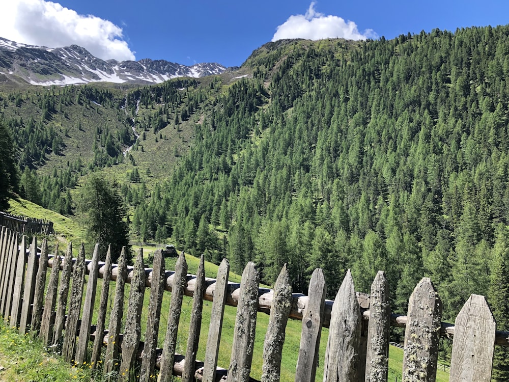 fence near forest during day