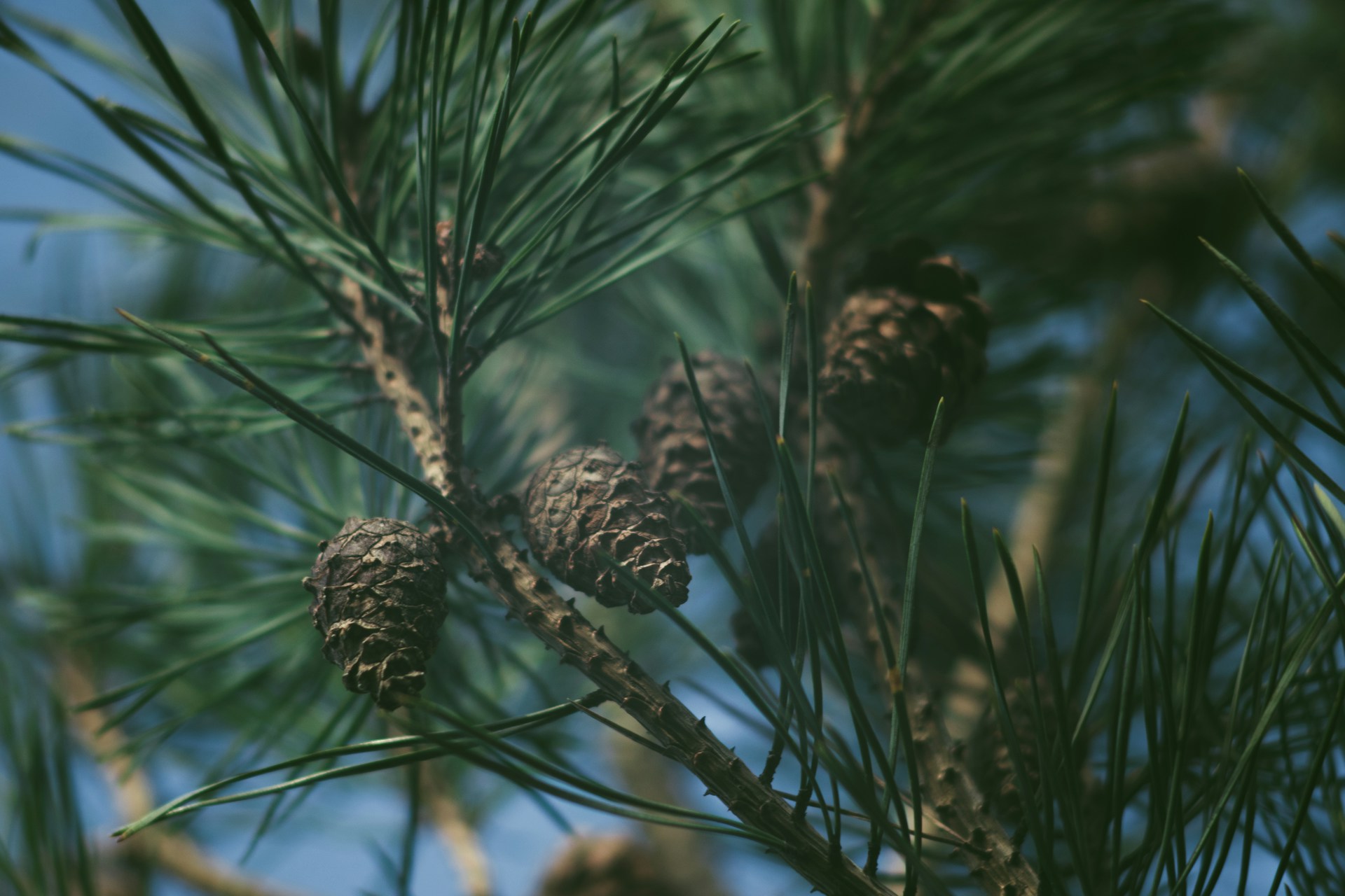 close up photography of green leafed plant