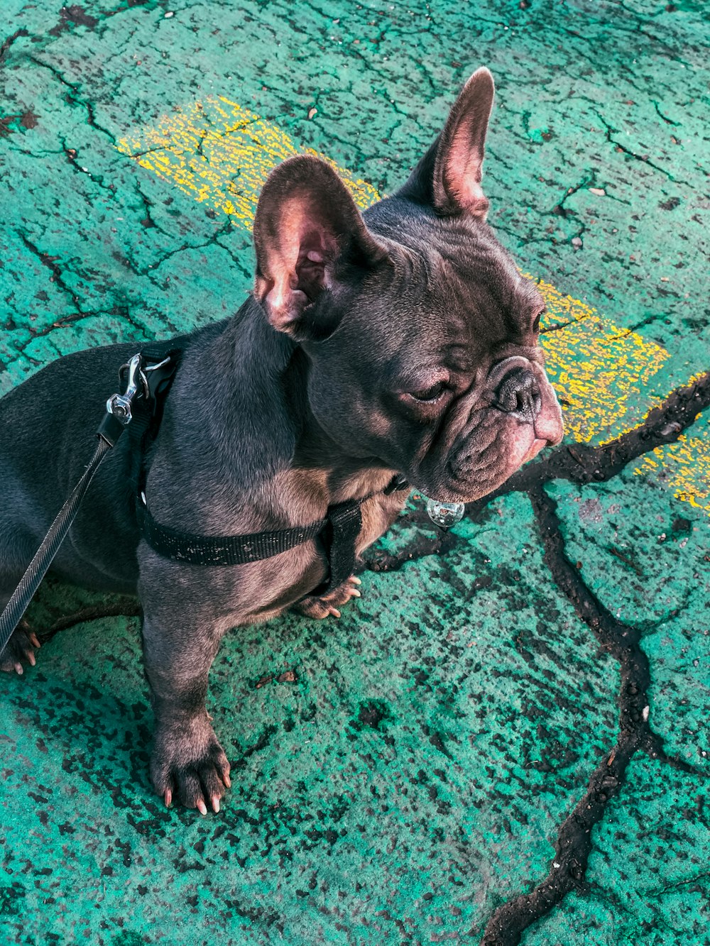 shallow focus photo of short-coated black puppy