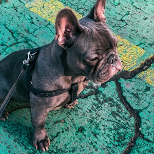 shallow focus photo of short-coated black puppy