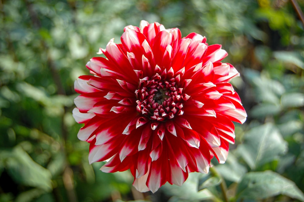 shallow focus photo of red flower