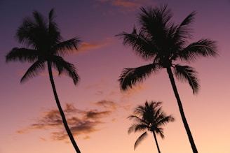 silhouette of three coconut trees