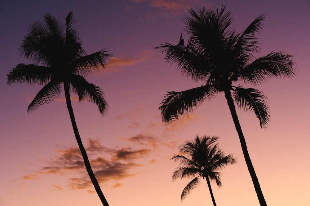 silhouette of three coconut trees