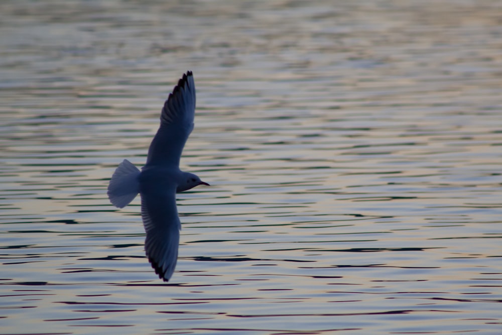 black bird above body of water