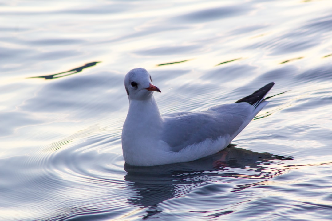 selective focus photography of white and gray duck on body of water