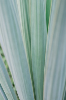 green leaves