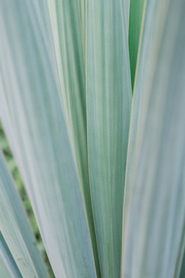 green leaves