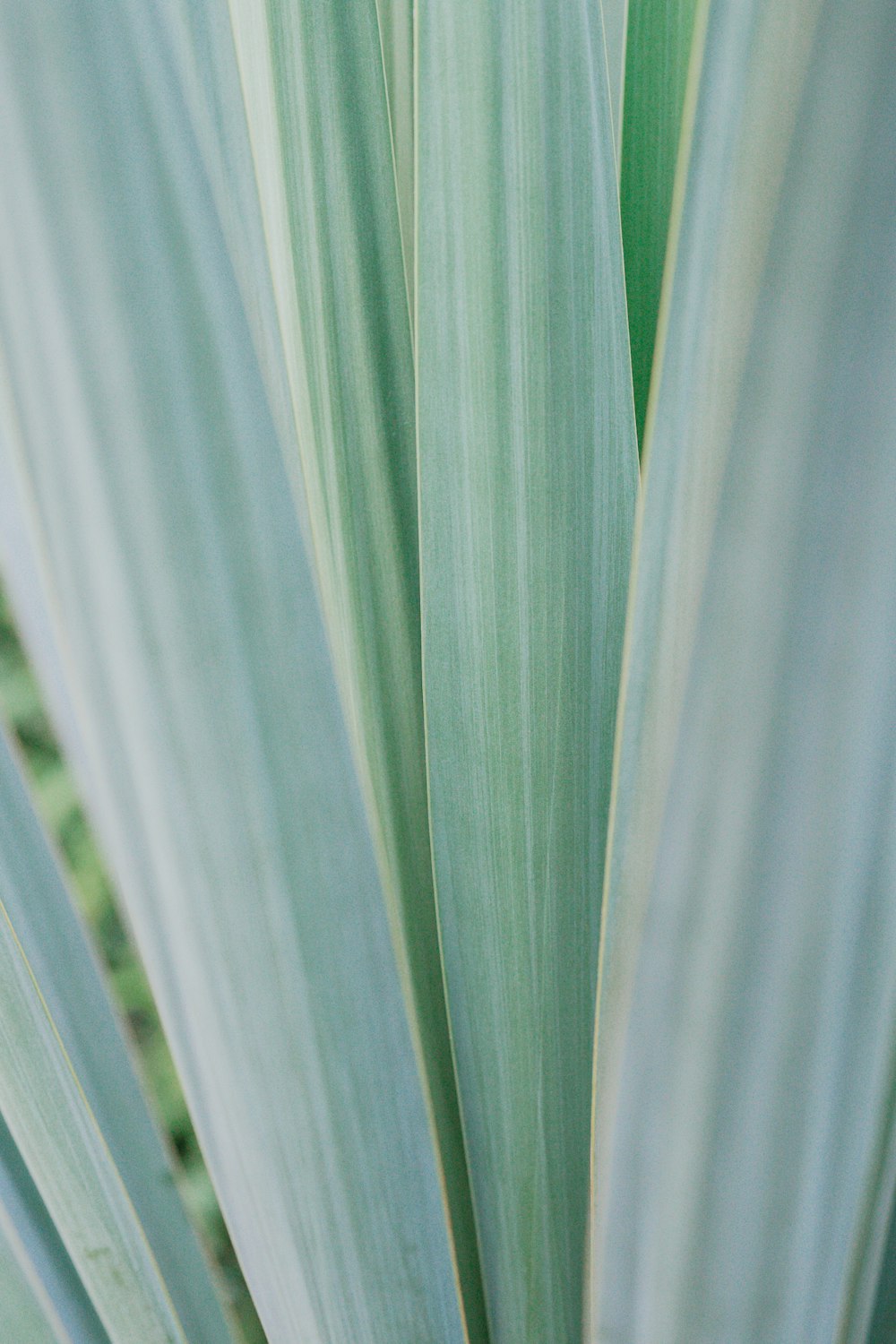 green leaves