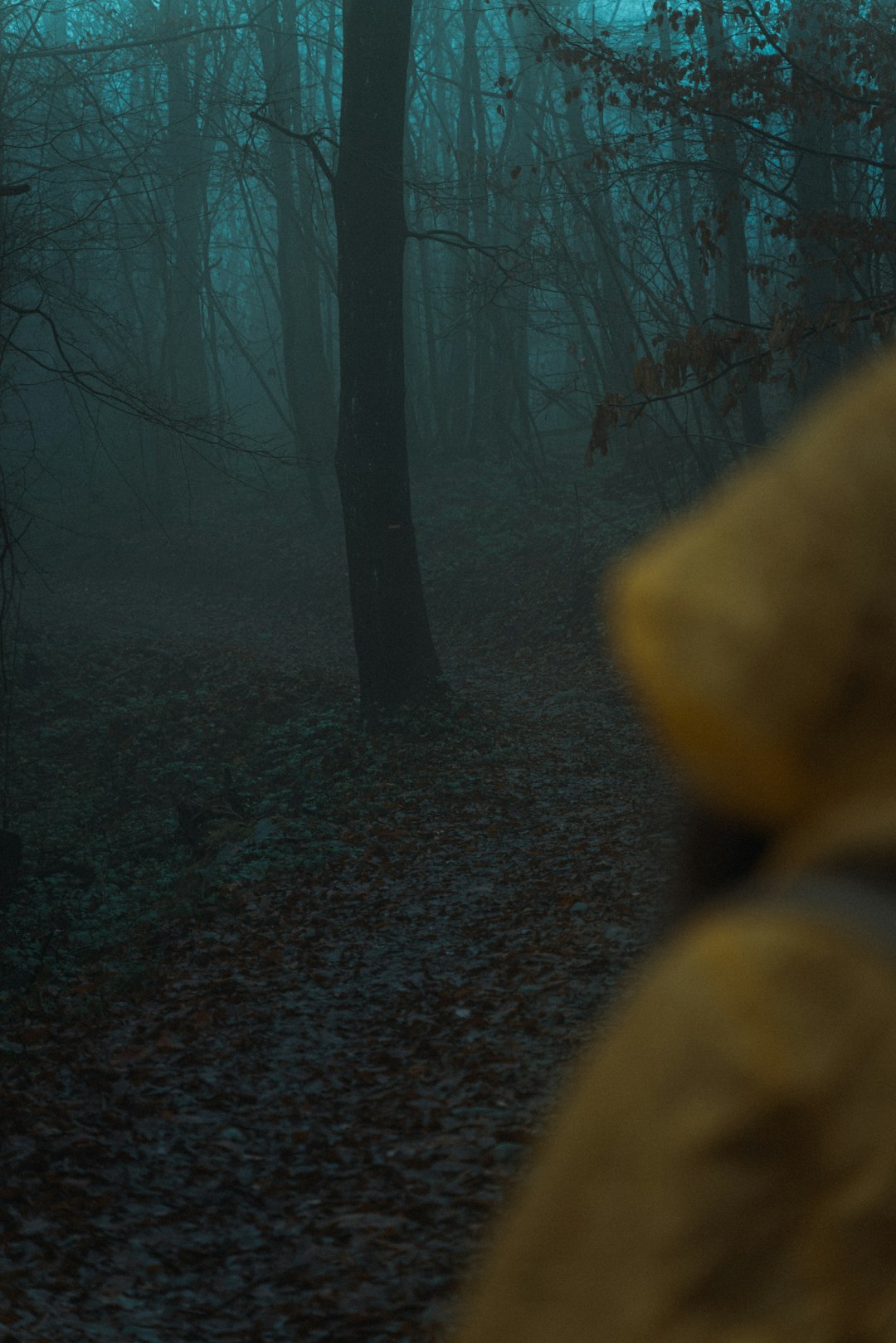 Forest photo spot Grenoble Mont Revard