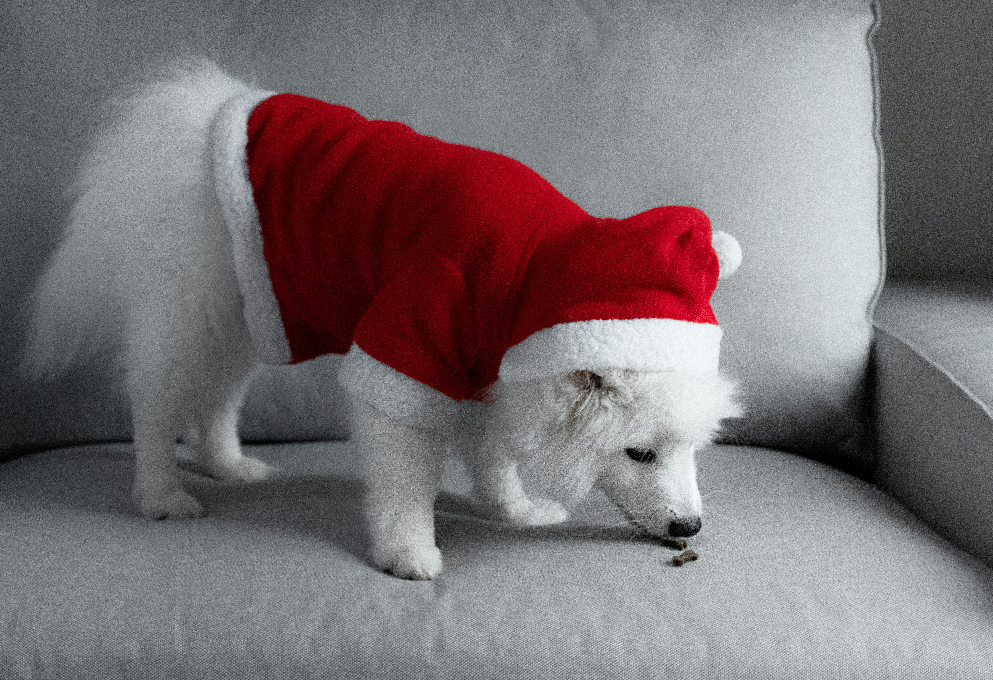 犬がおやつを隠す大きな理由2選 舐められている可能性大です 犬をおもてなし