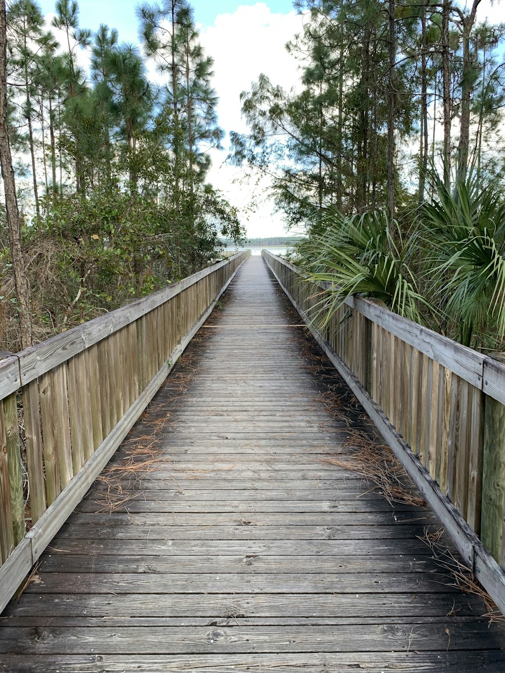 bridge between trees during daytime