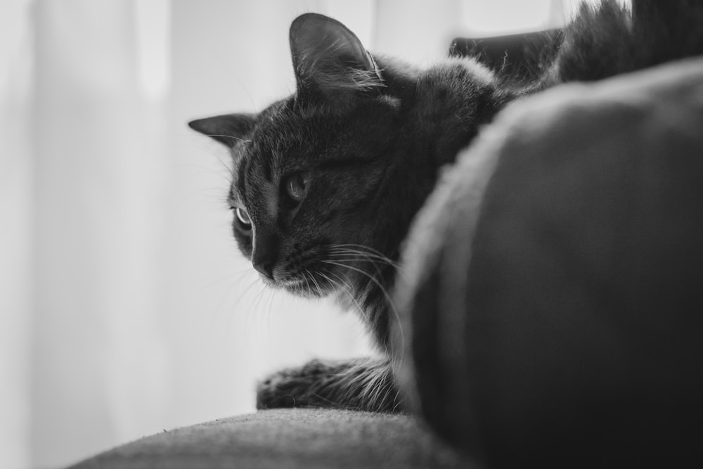 grayscale photography of cat