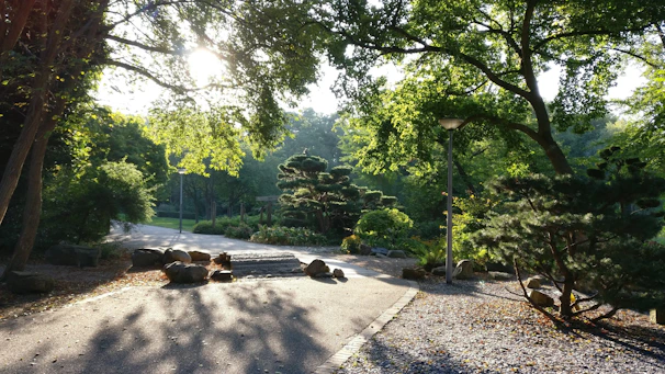 A serene urban park with native plants and walking paths under soft natural light.