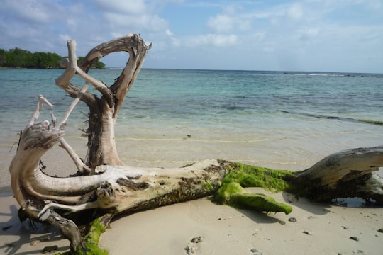 brown log on seashore in Cayo Playuela Venezuela