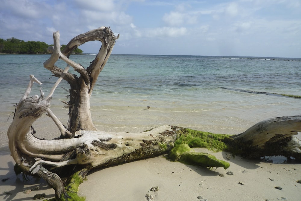 brown log on seashore