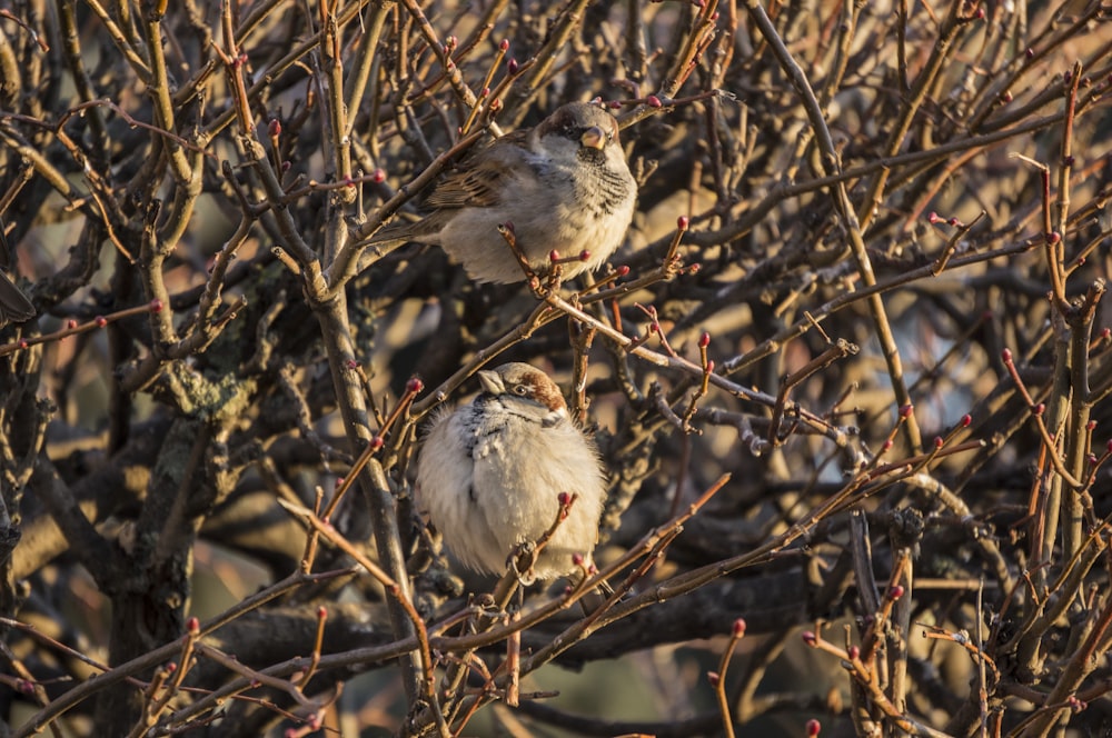 white birds perched on twigs