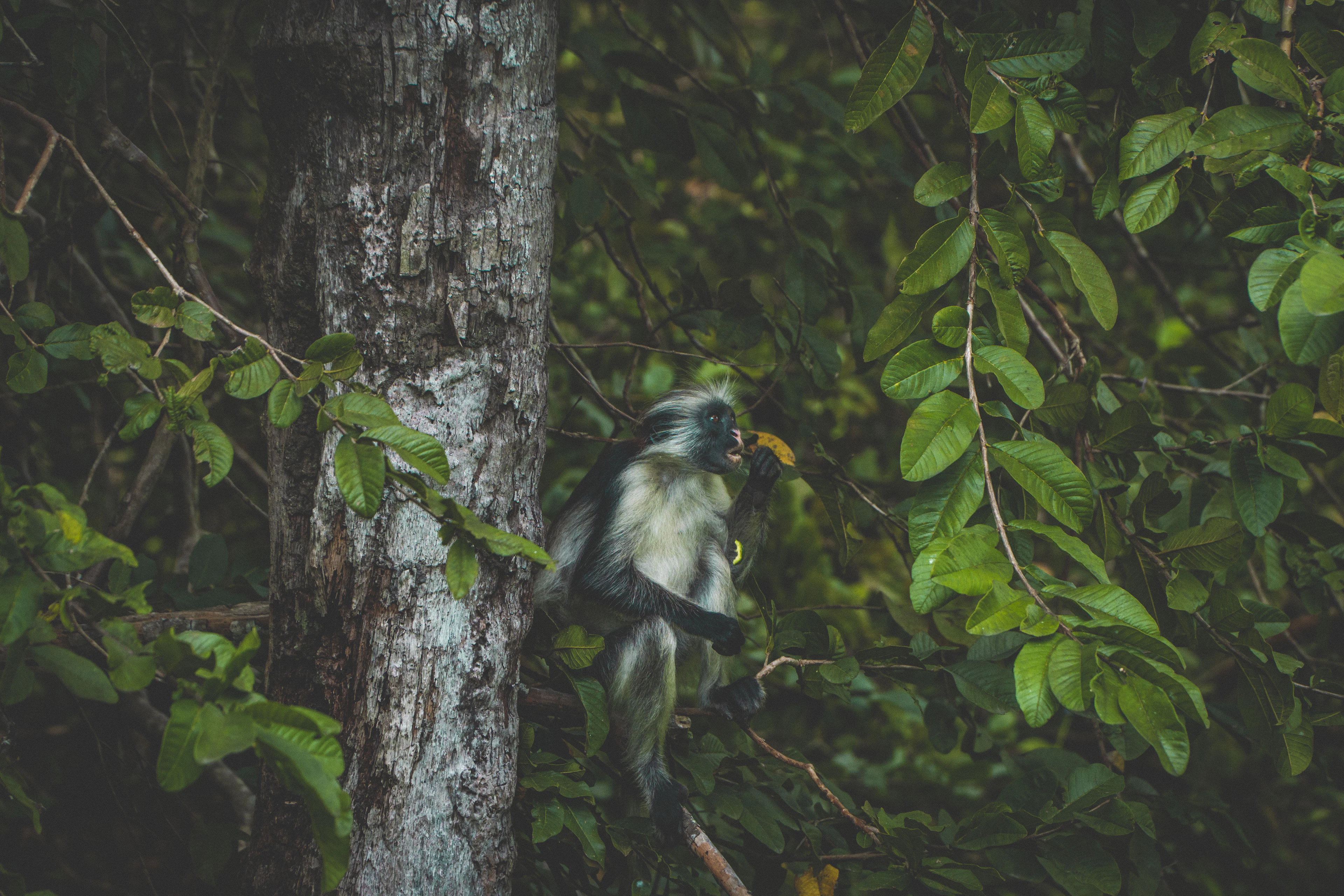 A Zanzibar red colobus monkey feeds on a leaf high in a mahogany tree in the deep green shade of Jozani Forest