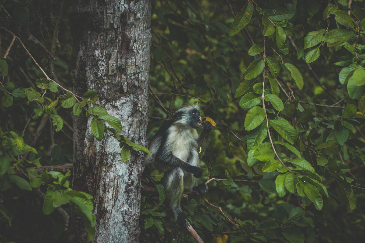Jozani National Park Tour