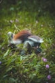 brown and white monkey on green grass