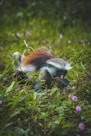 brown and white monkey on green grass