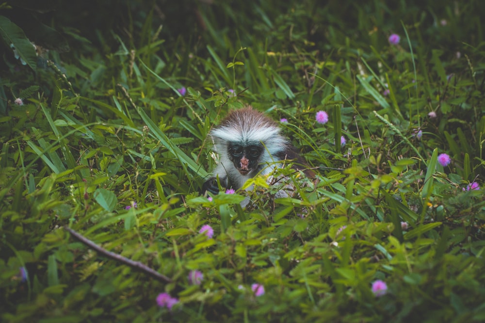 brown and white monkey