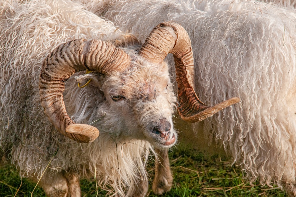 close up photography of ram