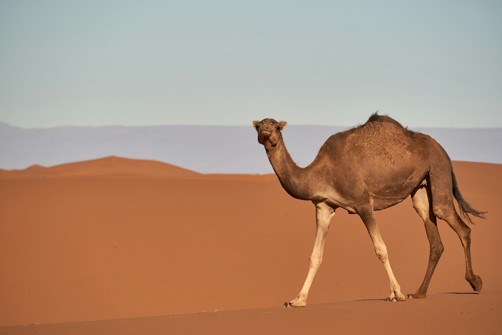 Sony a7 III + Sony FE 70-300mm F4.5-5.6 G OSS sample photo. Brown camel on desert photography