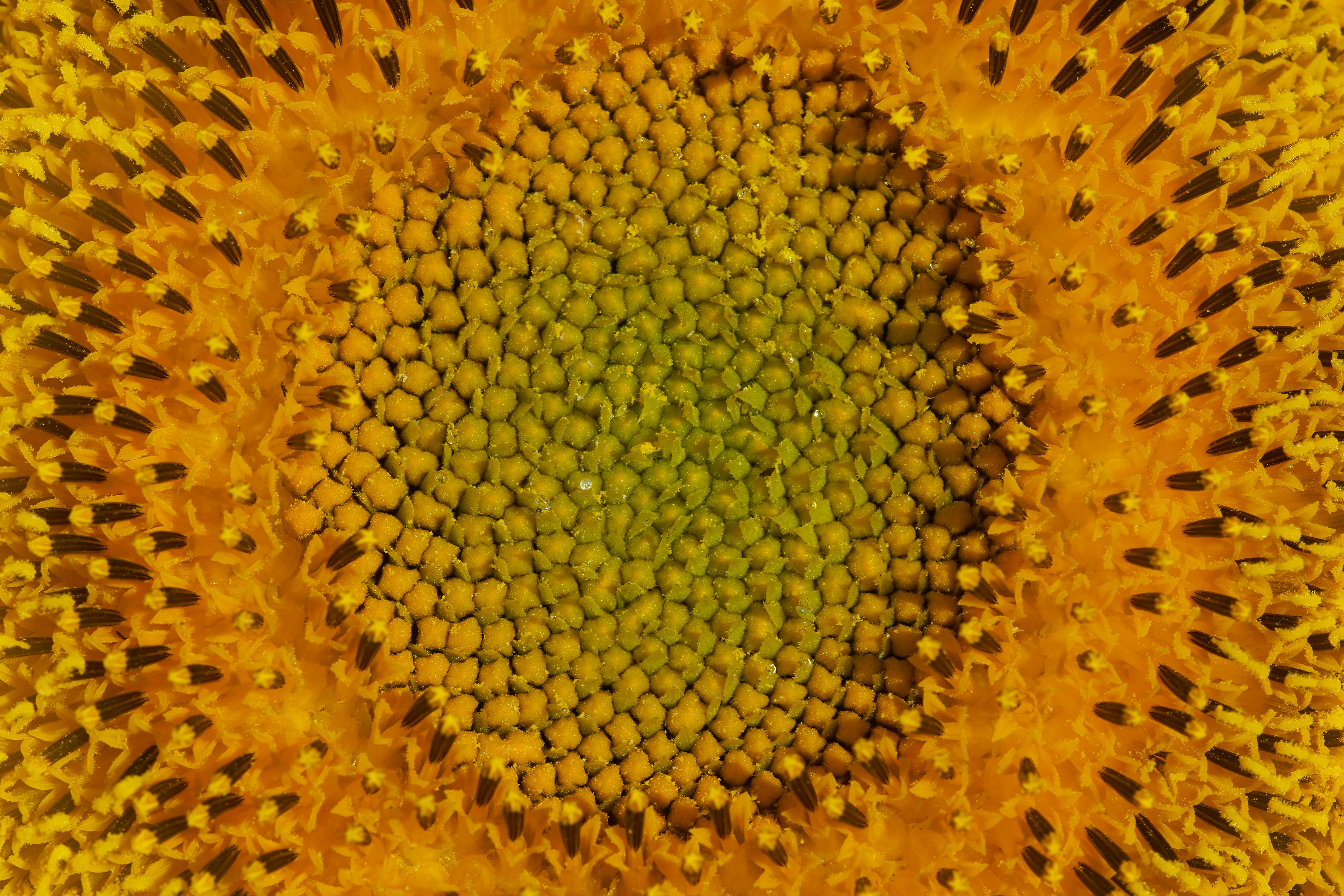 Photo by wolfgang_hasselmann