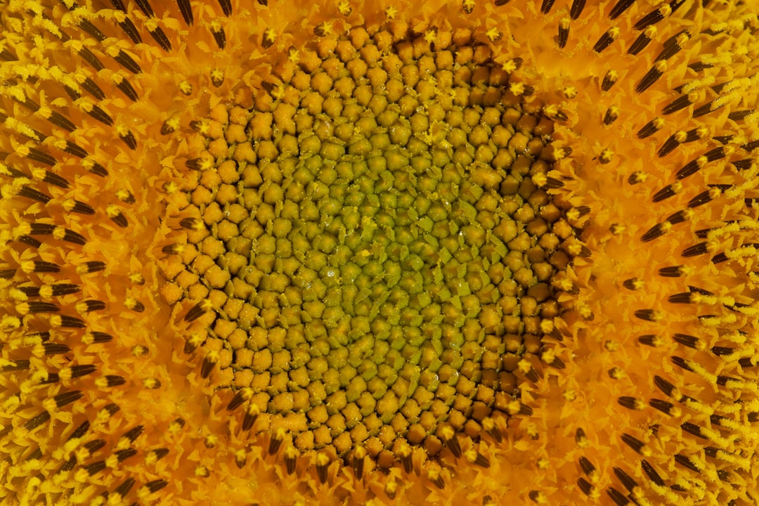 yellow sunflower