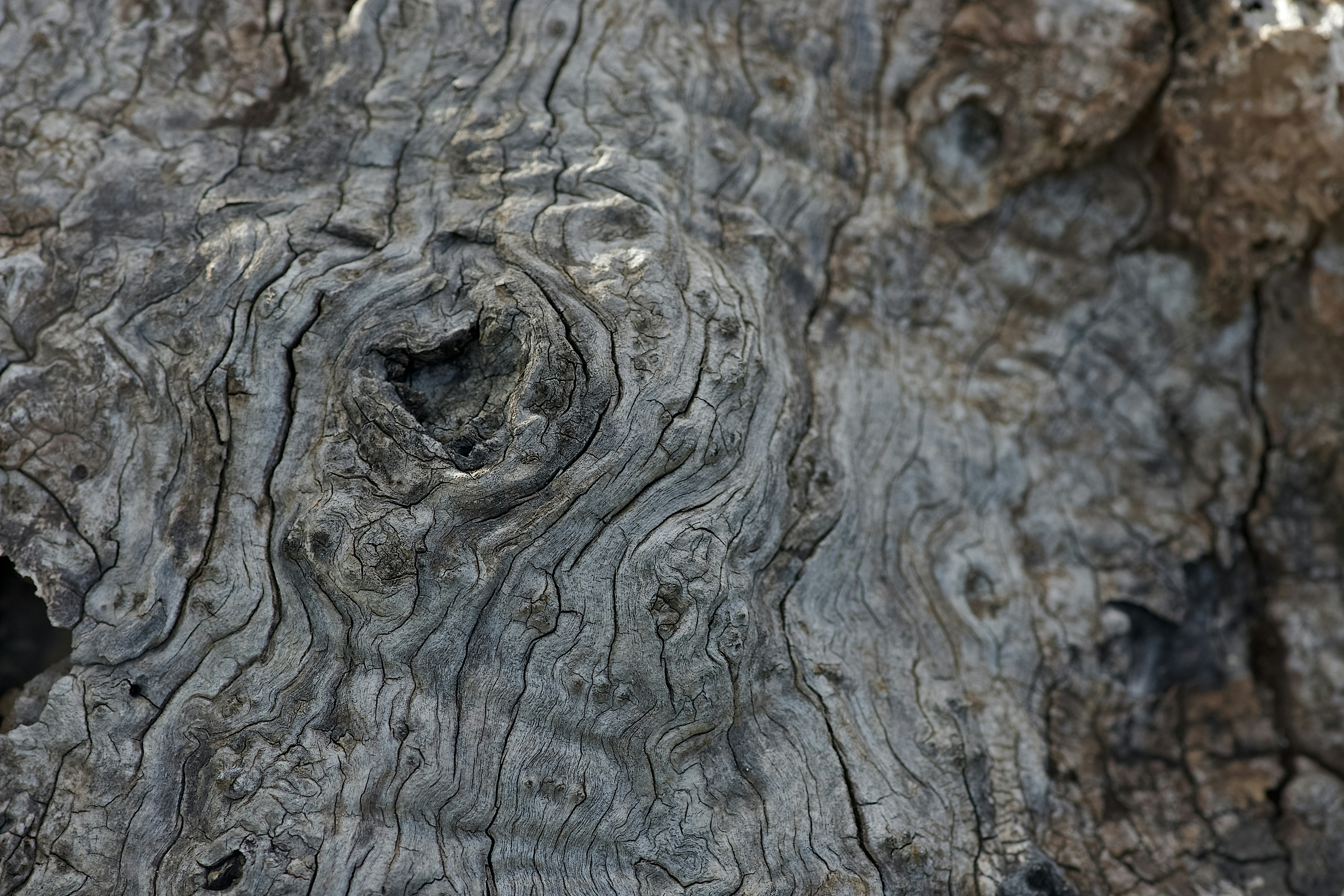 The pattern of live frozen in beach wood